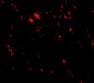 LIMP2 Antibody